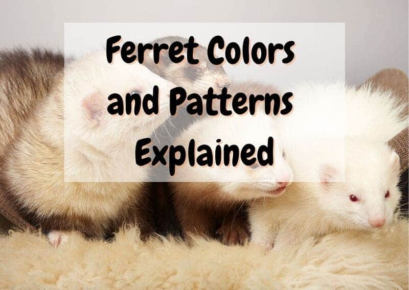 Ferret different colors and patterns