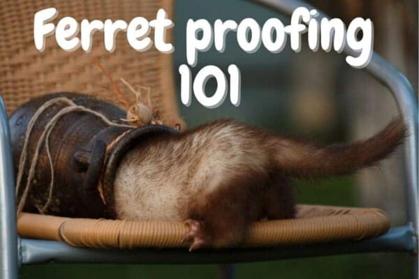 how to ferret proof a room