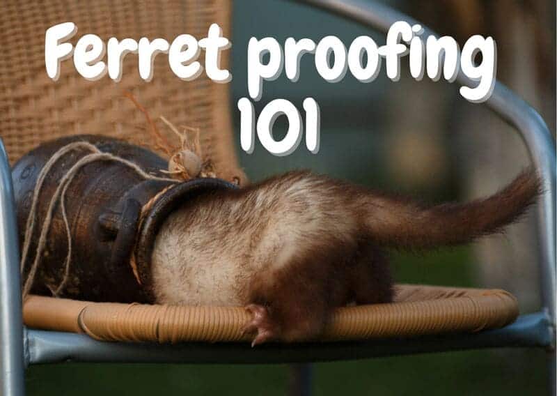 how to ferret proof a room