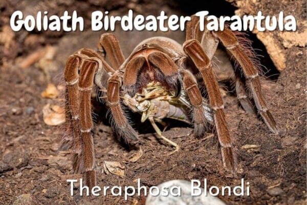 Goliath Birdeater Tarantula theraphosa blondi