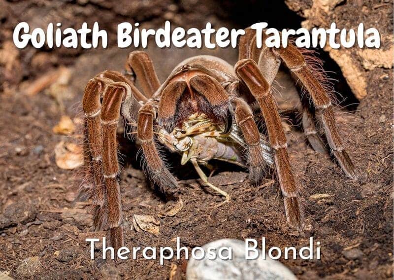 Goliath Birdeater Tarantula theraphosa blondi