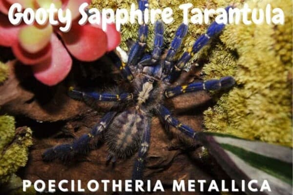 Gooty Sapphire Tarantula poecilotheria metallica