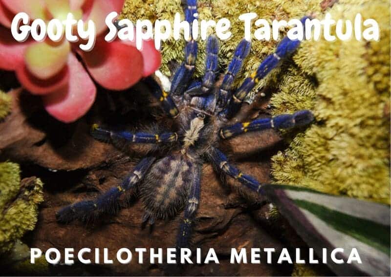 Gooty Sapphire Tarantula poecilotheria metallica