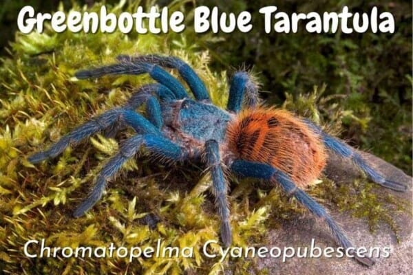 Greenbottle blue tarantula