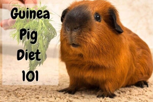 what do guinea pigs eat