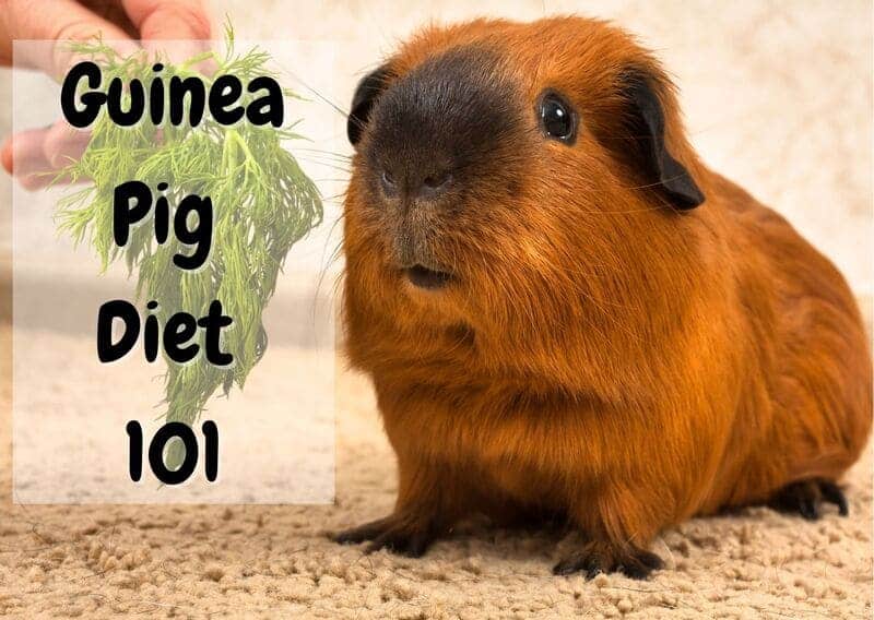 what do guinea pigs eat