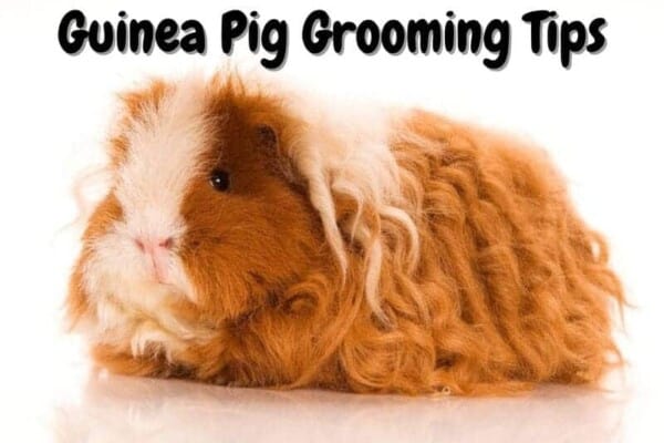 how to groom a guinea pig