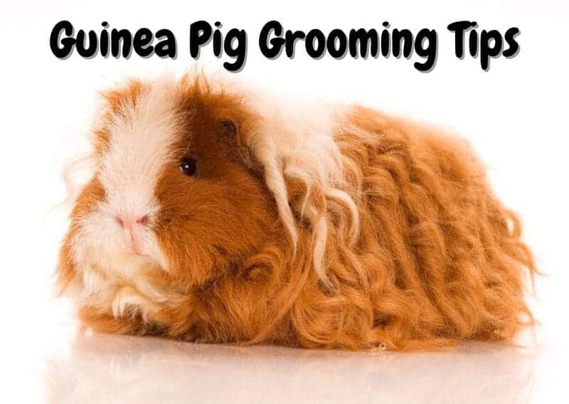 how to groom a guinea pig