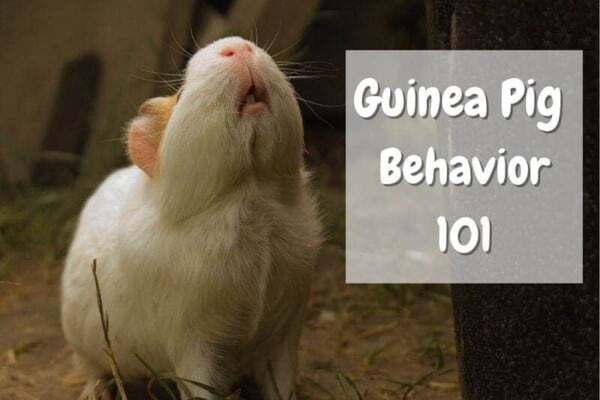 Guinea Pig behavior