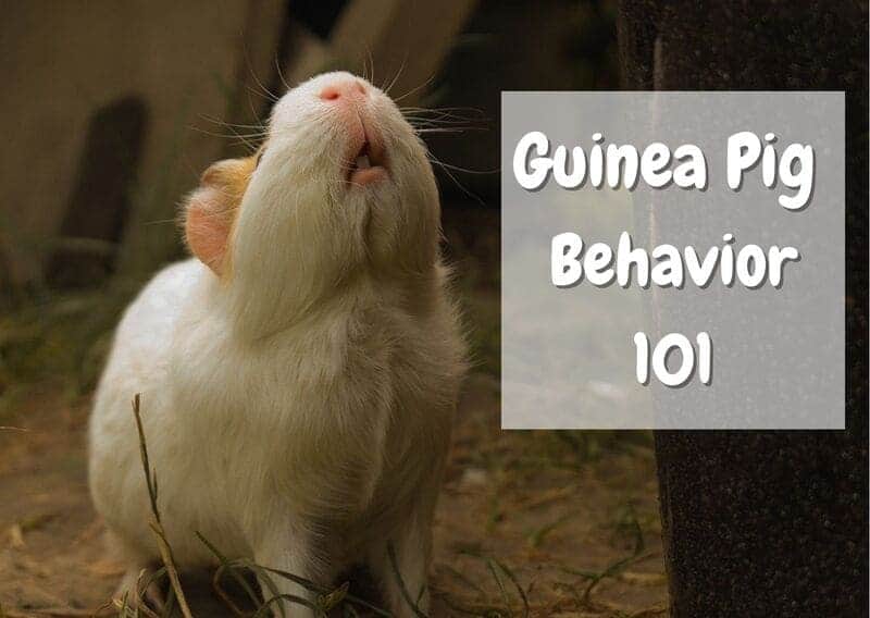 Guinea Pig behavior