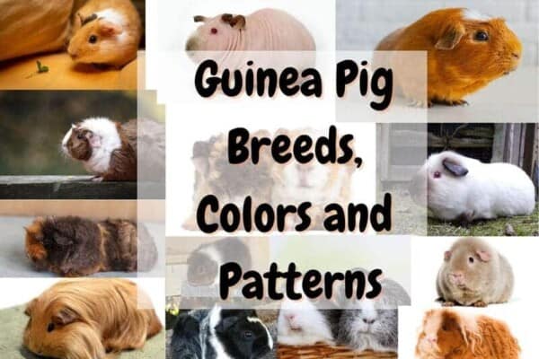 Guinea Pig different breeds colors and patterns