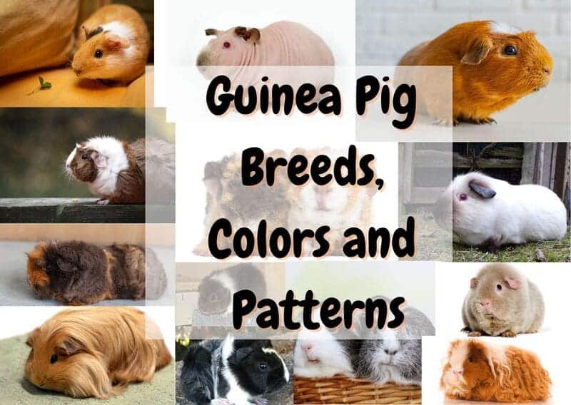 Guinea Pig different breeds colors and patterns