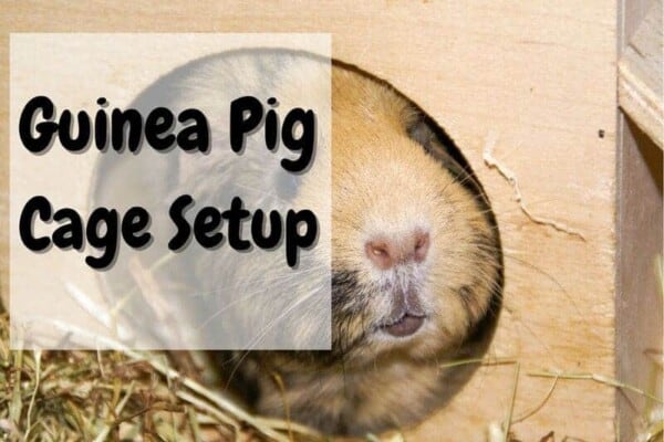 how to set up a guinea pig cage