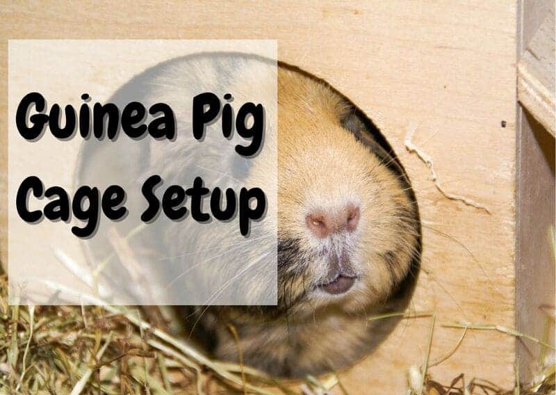 how to set up a guinea pig cage
