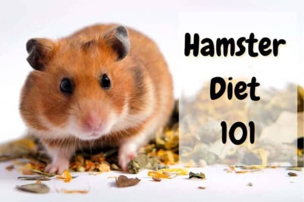 what do hamsters eat