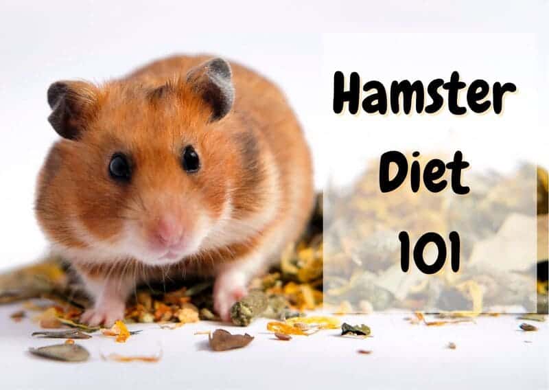 what do hamsters eat