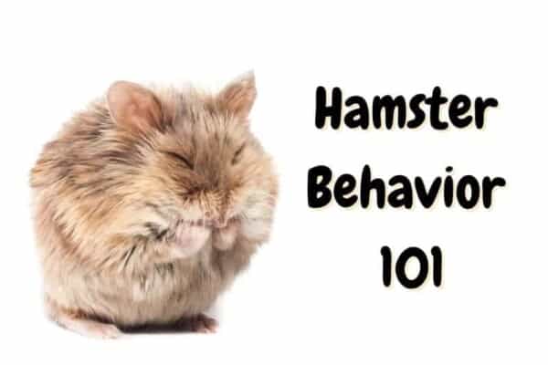 hamster behavior