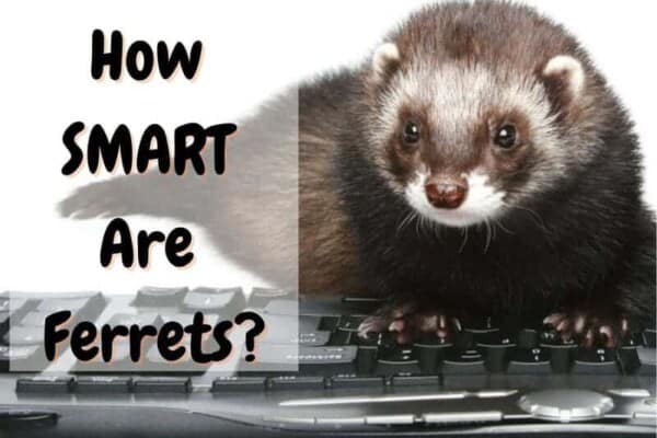are ferrets smart