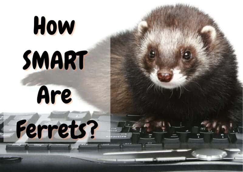 are ferrets smart