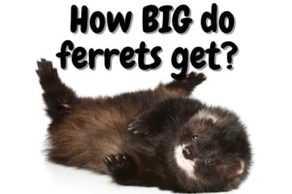 How big do ferrets get