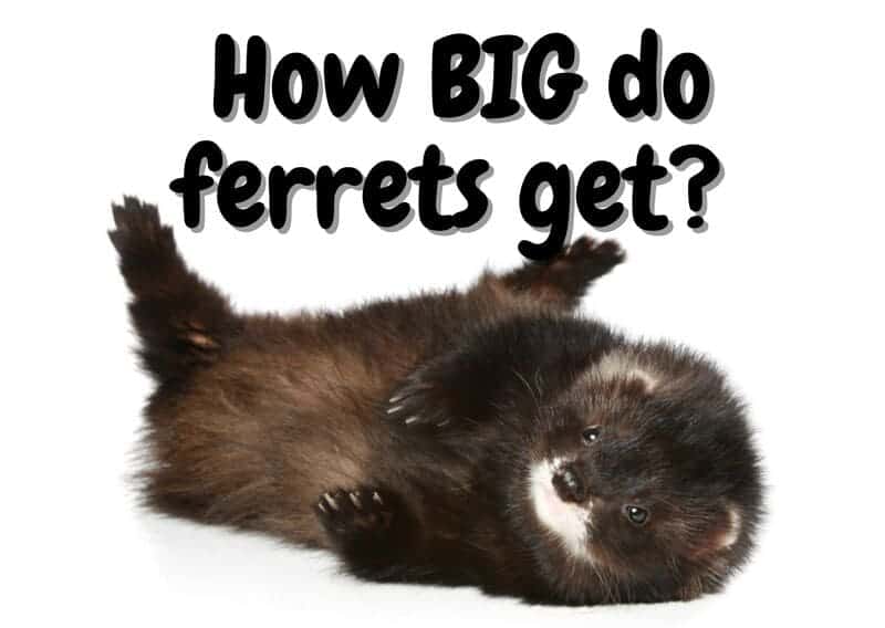 How big do ferrets get