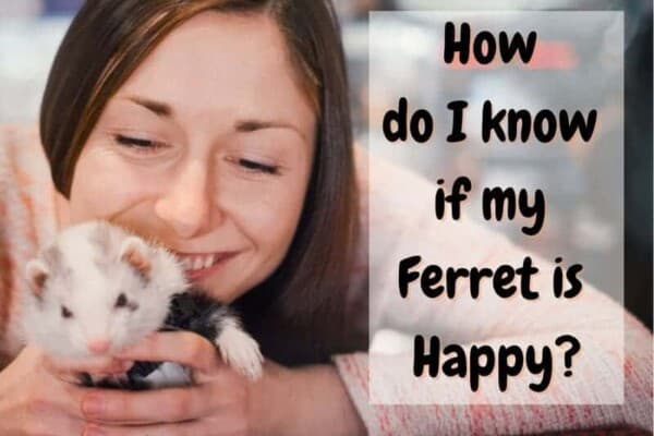 how do I know if my ferret is happy