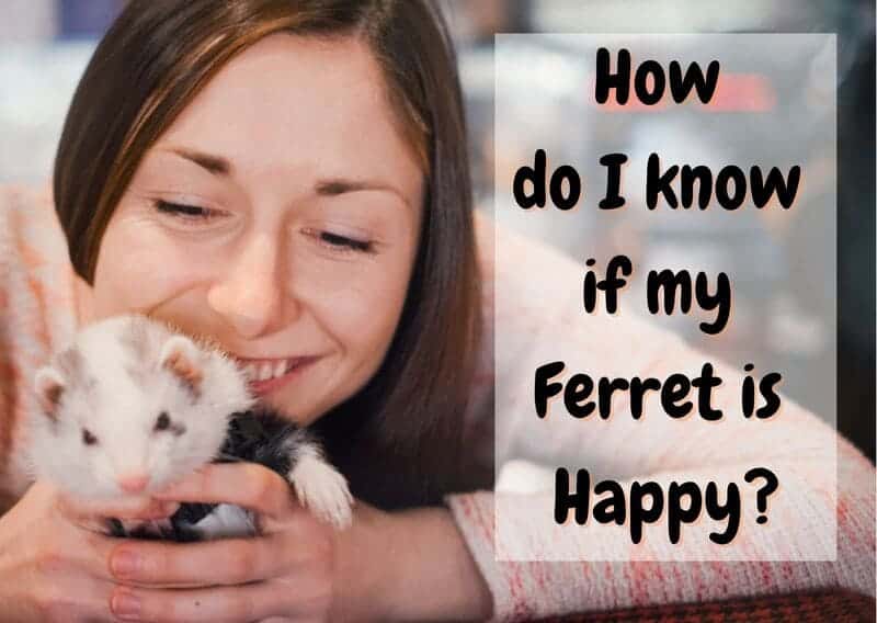 how do I know if my ferret is happy