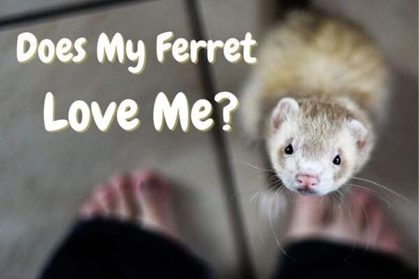 does my ferret love me