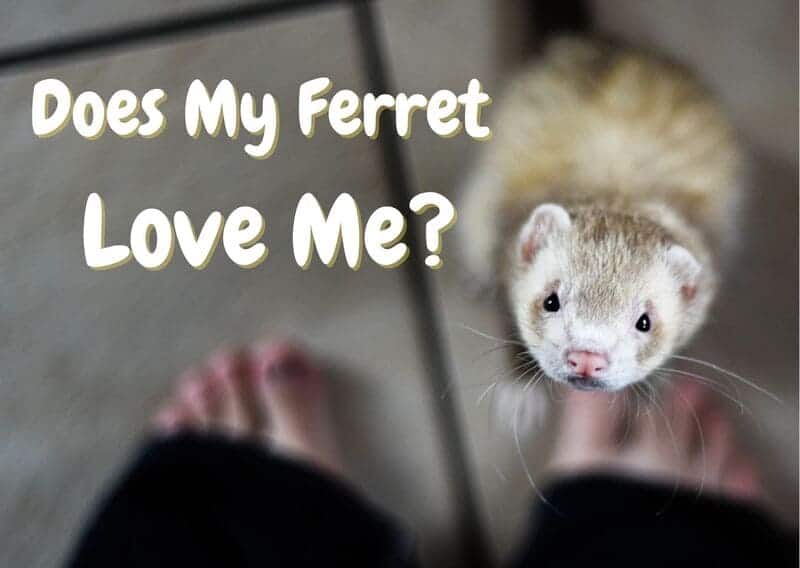 does my ferret love me