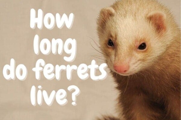 How long do ferrets live