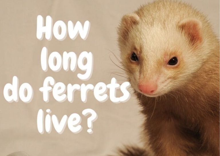 How Long Do Ferrets Live? The Pet Savvy
