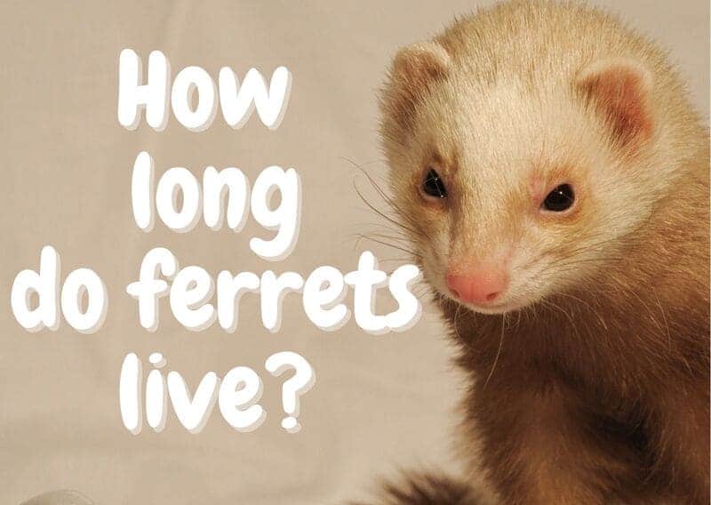 How long do ferrets live