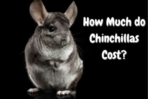 How much do chinchillas cost