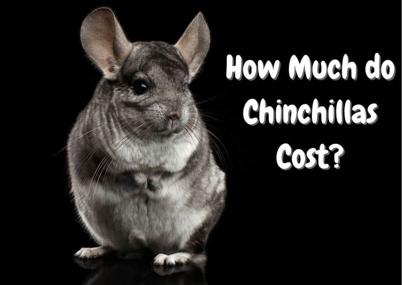 How much do chinchillas cost