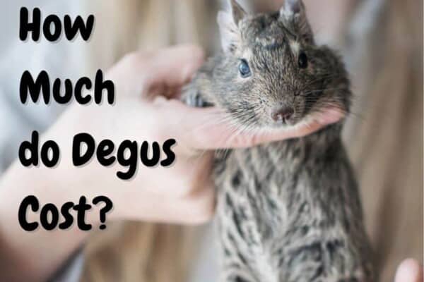 How much do degus cost