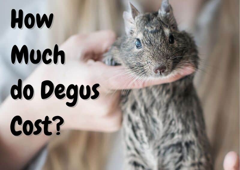 How much do degus cost