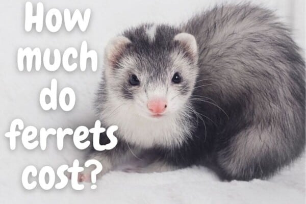 How much do ferrets cost