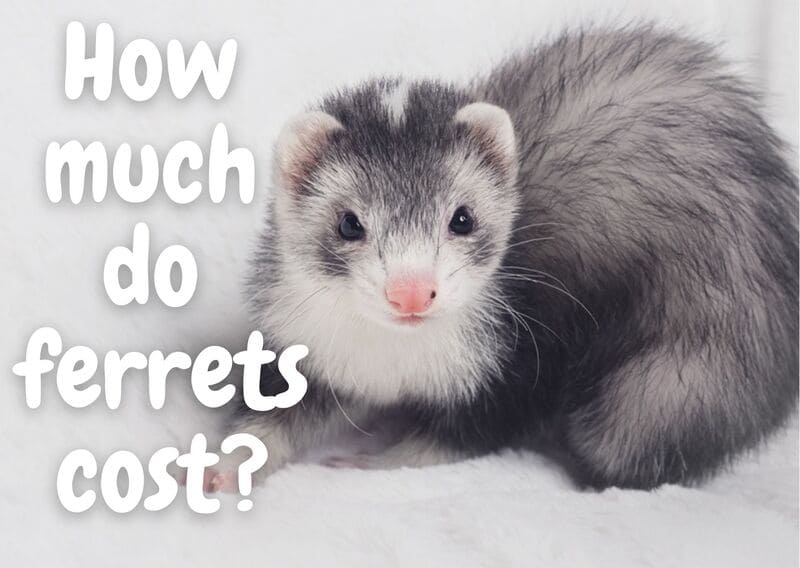 How much do ferrets cost