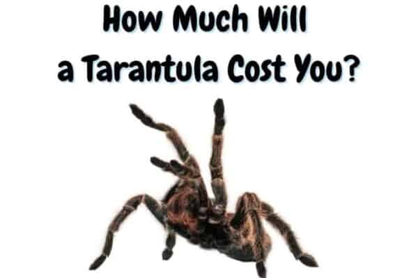 how much do tarantulas cost