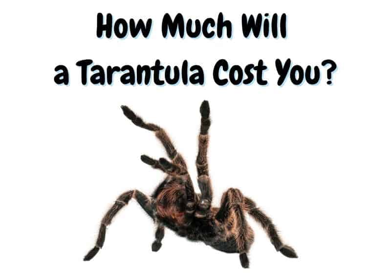 how much do tarantulas cost