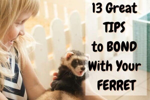 how to bond with your ferret