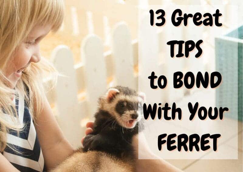 how to bond with your ferret