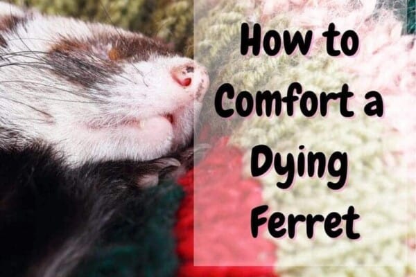 how to comfort a dying ferret