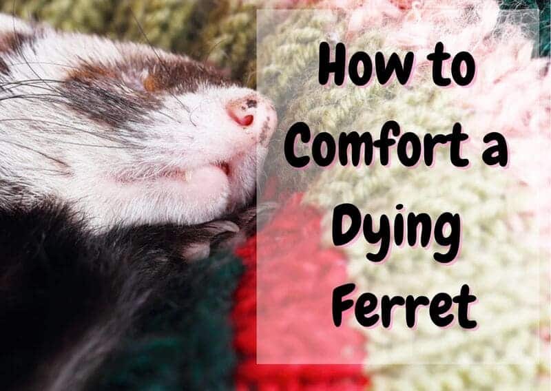 how to comfort a dying ferret