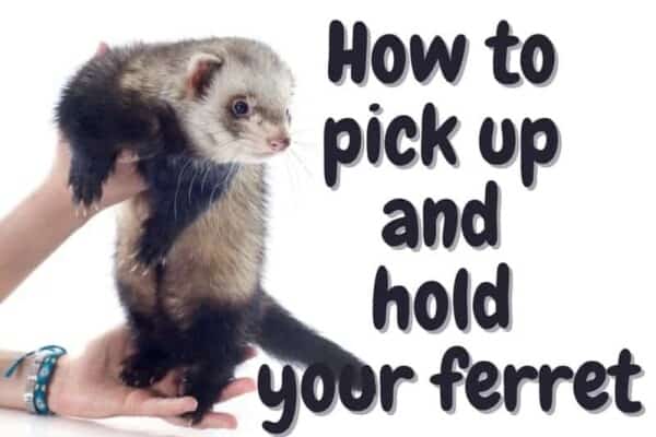 how to hold a ferret