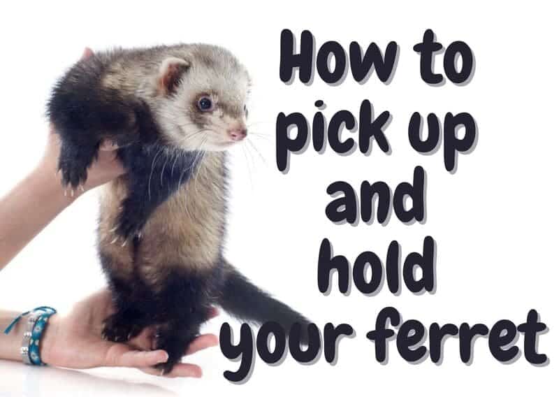 how to hold a ferret