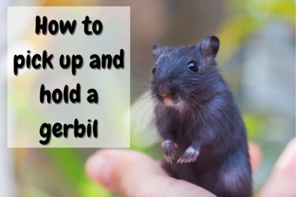 how to handle a gerbil