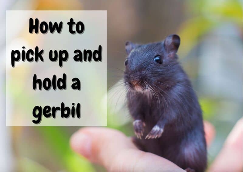 how to handle a gerbil