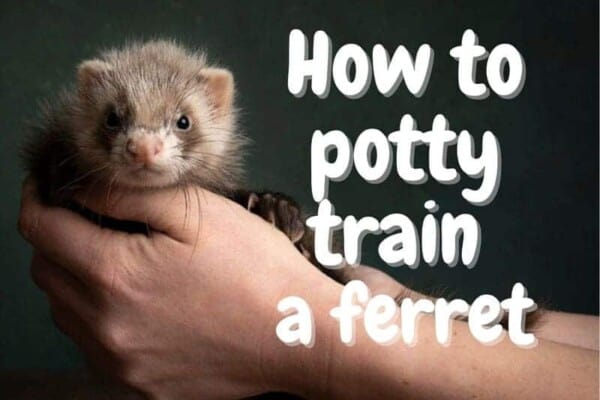 How to potty train a ferret