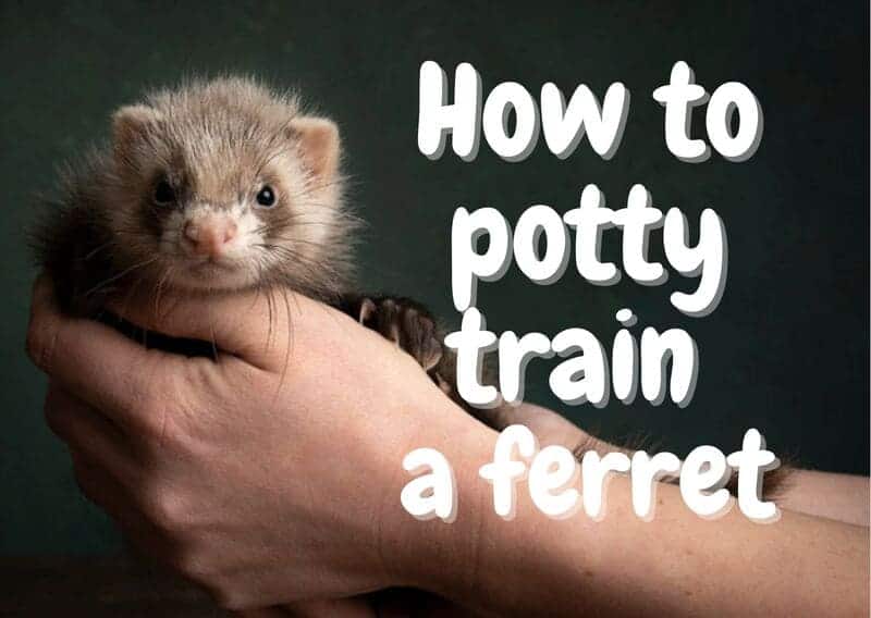 How to potty train a ferret